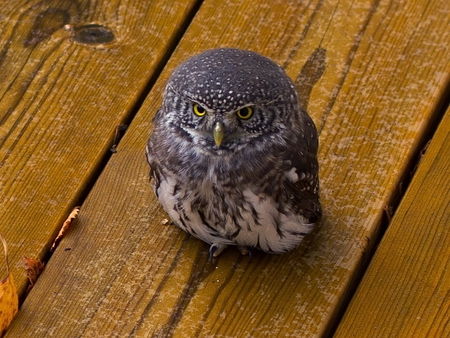 Little Owl - owl, cute, little, picture