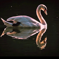 Night Swan Reflection