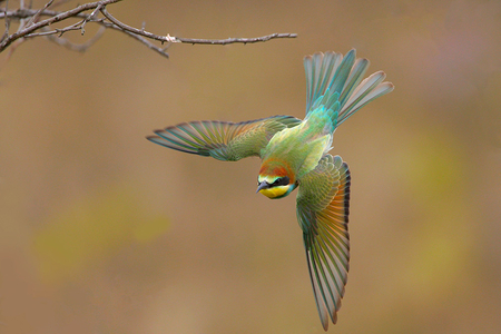 Loving Life - stunning, colours, branches, beautiful, flight, hummingbird