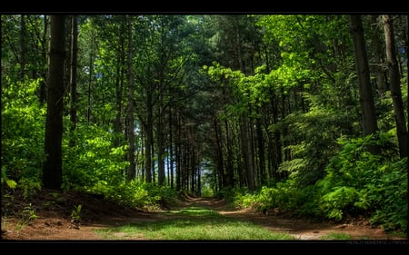 green forest - forest, nature, green, beautiful