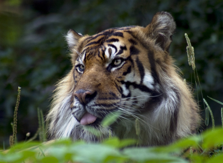 Tyger - whiskers, fur, tongue, cat, stripes, animals, tiger