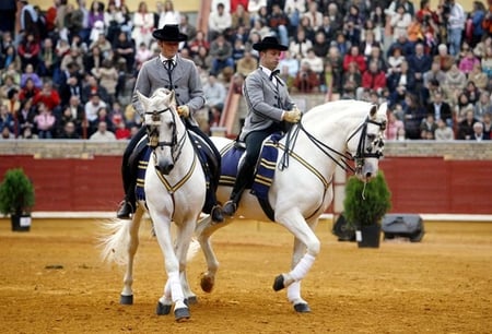 Spanish Horses - white, horses, spanish, dance, arena, andalusian