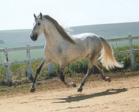 Grey Spanish Horse - spanish, grey, horses, andalusian