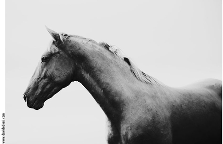 Black & White Spanish Horse - spanish, black and white, horses, andalusian