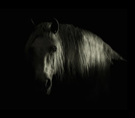 Enchanting Ghost - black, spanish, ghostm shadow, white, horses, dark, andalusian