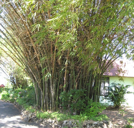 Bamboo Tree - bamboo, negril, tree, jamaica