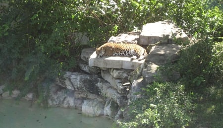 Sleeping Tiger - rock, tiger, sleeping, big cat