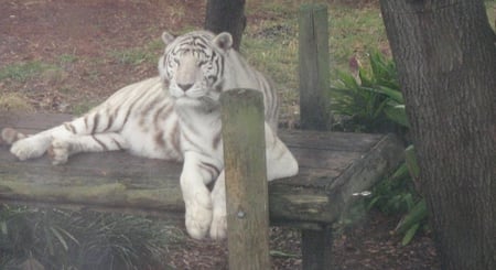 White Tiger - white, tiger, big cat, lounging