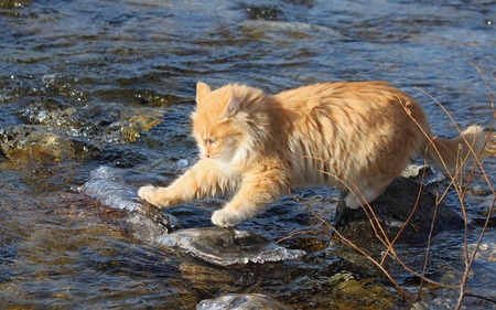 Yellow cat - cat, feline, animal, kitten