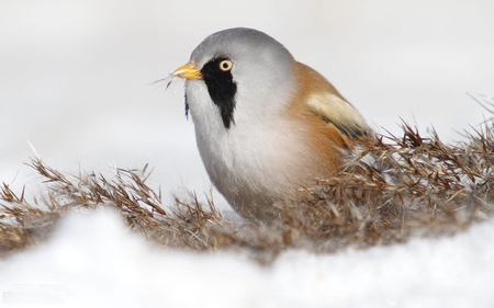 On the Snow - nature, snow, winter, animal, bird