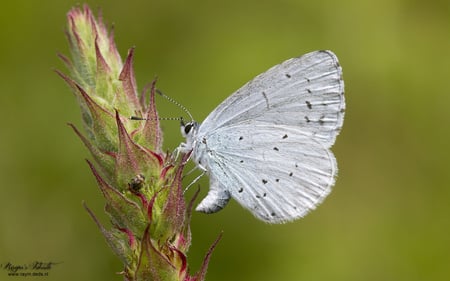 White Butterfly - butterfly, animal, nature, flowerbud