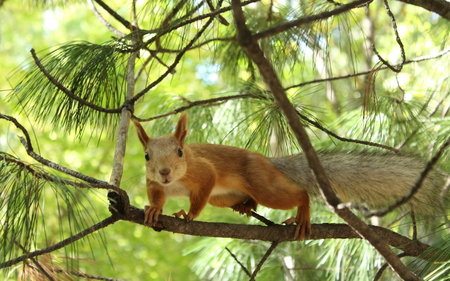 Cute squirrel - forest, animal, nature, squirrel