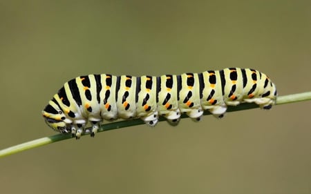 Catapillar - stem, catapillar, animal, nature