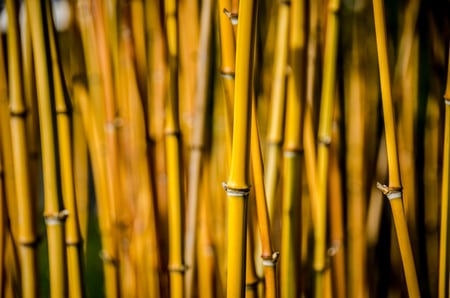 Zen - field, nature, bamboo, zen