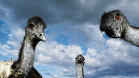 hey guys, look what I found - curious, ostriches, sky, red eyes