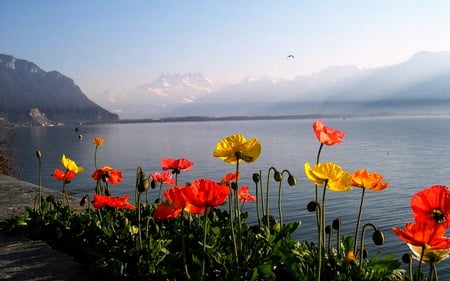 Flowers close the mountains - clouds, blue sky, nice view, flowers, mountains, sea