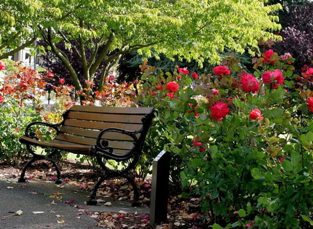 Garden of roses - flowers, trees, garden, plants, bench, grass, red roses, spring time