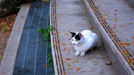 Cute cat - park, cute, cat, step