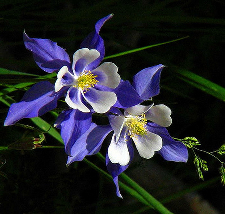 Columbine - white, blue, columbine, green, flowers, black background