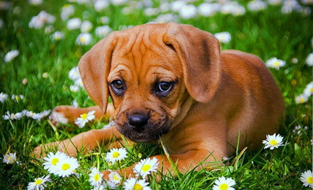 Flower bed - brown, puppy, flowers, grass, cute, daisies