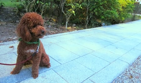 Cute Poodle - brown, poodle, adorable, cute