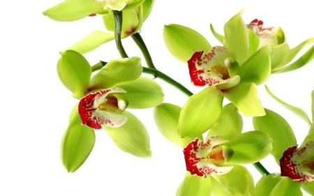 Green orchids (for Cinzia) - pic, image, beautiful, colors, flower, colours, nature, picture, red, green, orchids, wall, wallpaper