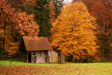 orange autumn day - fall, trees, nature, autumn, photography