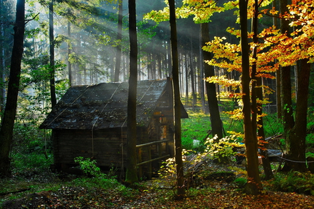 shine on me - nature, photography, forest, light, sun