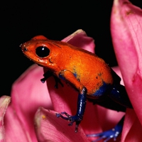 COLOURFUL TREE FROG