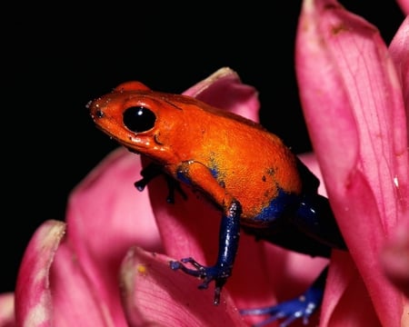 COLOURFUL TREE FROG - colour, frog, flower, frogs