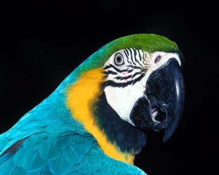 Macaw - bird, colourful, parrot, macaw