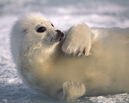 Baby Seal - seal, sea lion, cute, baby