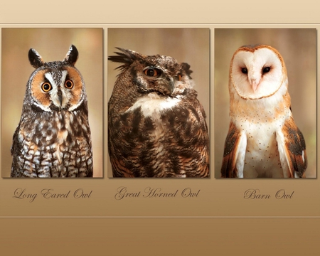 Three Wise Owls - wow, birds of prey, birds, owls