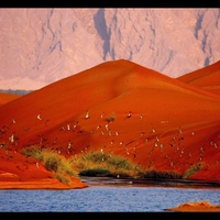 Birds on Lake Sunset