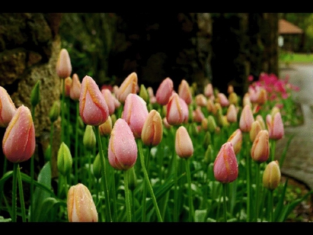 raindrops on a tulips - flowers, raindrops, tulips, nature