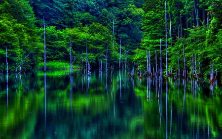 RIVER REFLECTIONS - green, forest, reflection, river