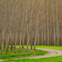 Hybrid Poplar Trees Boardman Oregon