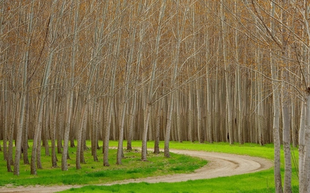 Hybrid Poplar Trees Boardman Oregon - forest, field, trees, nature, grass