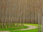 Hybrid Poplar Trees Boardman Oregon