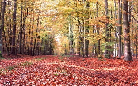 Leaf Covered Pathway - forest, trees, nature, sun, autumn