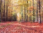 Leaf Covered Pathway