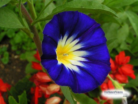 MORNING GLORY - trumpet, flower, blue, beautiful