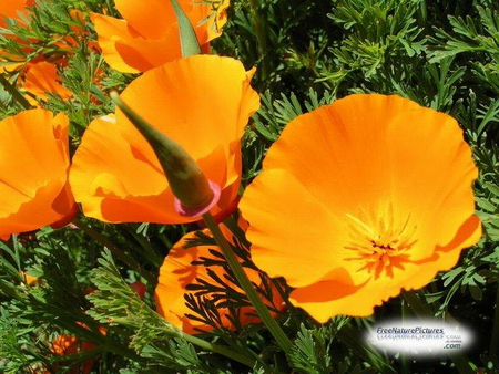 BUTTERCUPS - flowers, yellow, pretty, plant