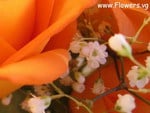 BABIES BREATH WITH ORANGE ROSE