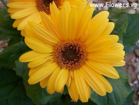 YELLOW DAISIES - pretty, daisies, yellow, flower