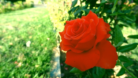 the freedom of a rose - beauty, nature, closeup, red, photography, rose, flower