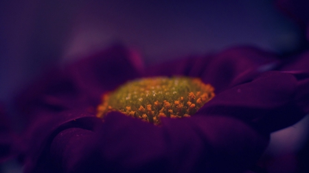 close to you - nature, yellow, purple, photography, macro, beauty, flower