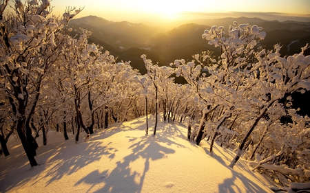 time to melt - trees, winter, yellow, photography, snow, beauty, white, nature, sun