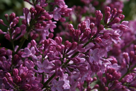 LOVELY LILACS - lilacs, purple, flowers, pretty