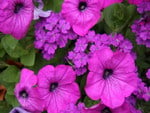 PURPLE PETUNIAS